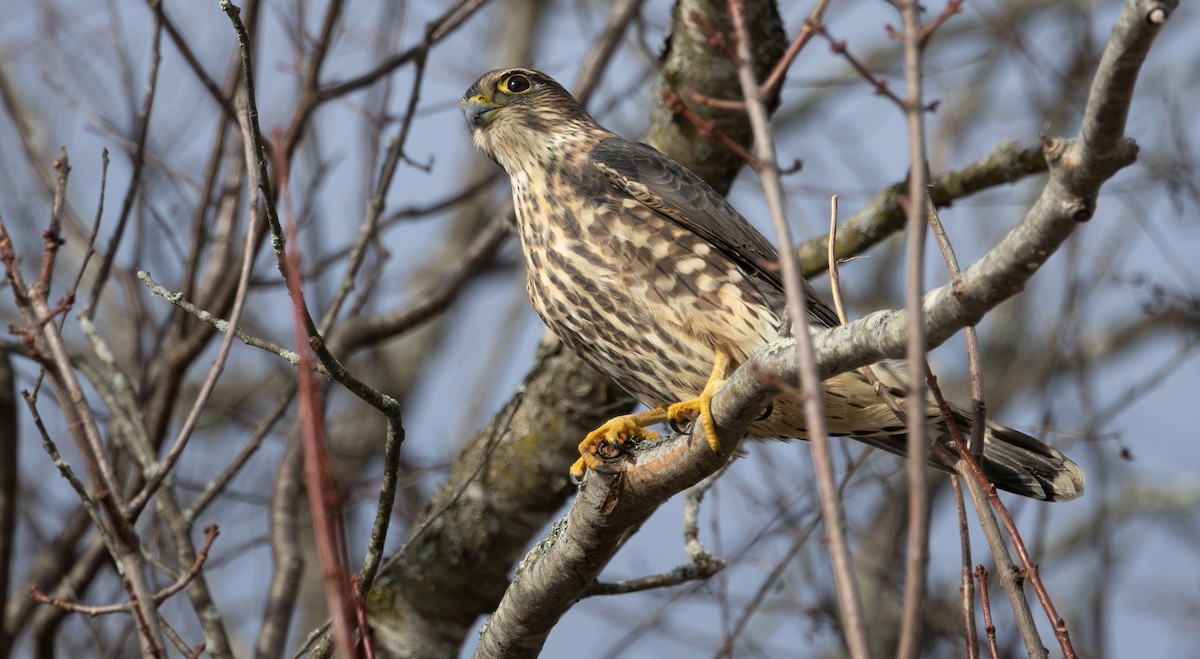 Merlin - ML645402297