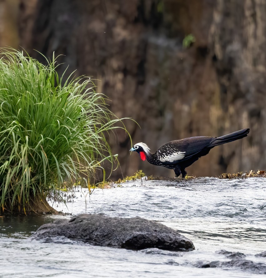 Black-fronted Piping-Guan - ML645402318
