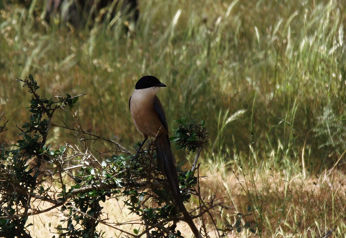 イベリアオナガ - ML645402333