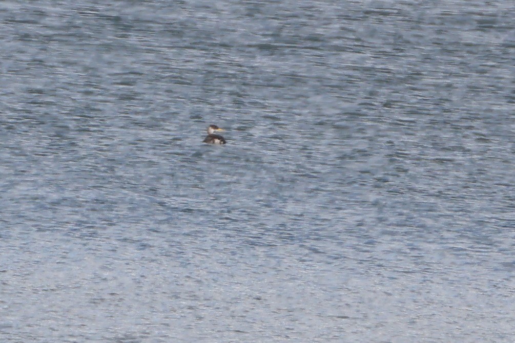Red-necked Grebe - ML645402334
