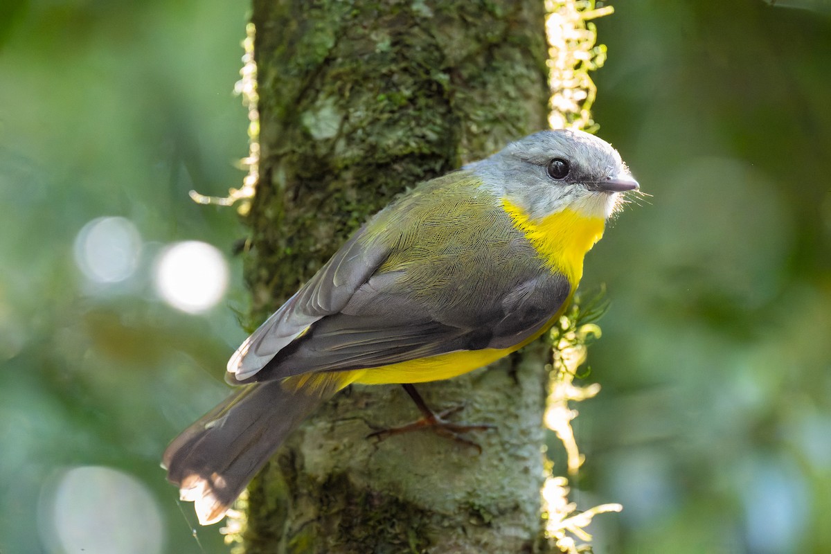 Doğulu Sarı Bülbül - ML645402341