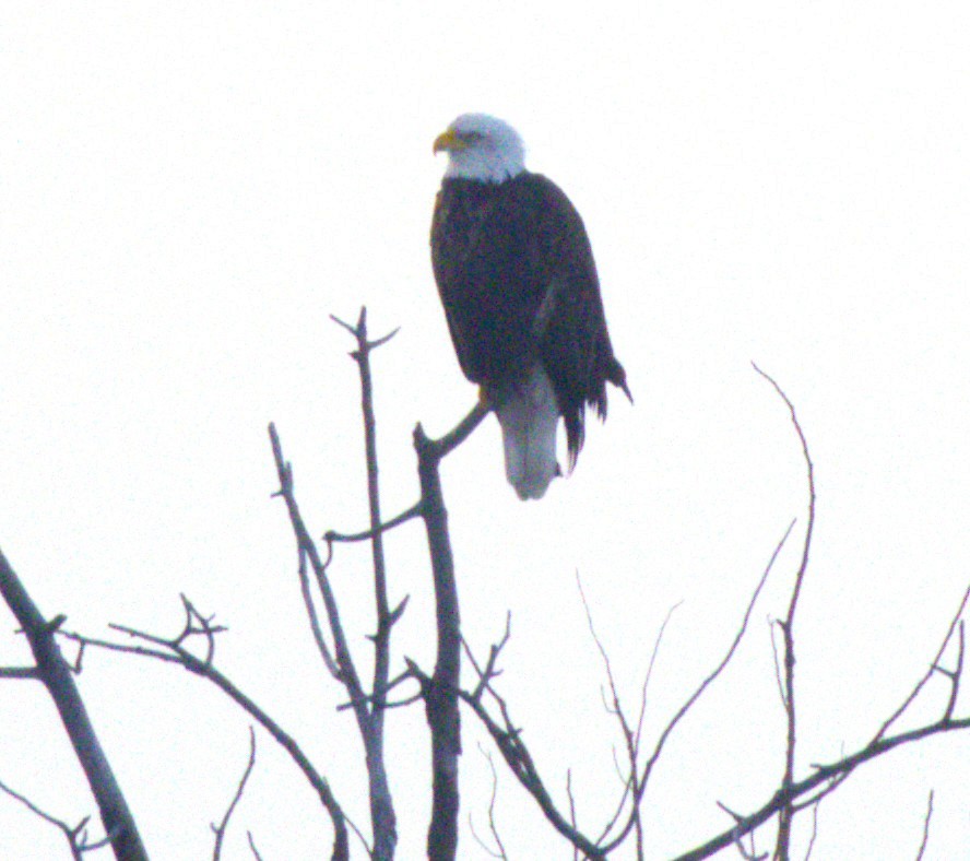 Bald Eagle - ML645402351