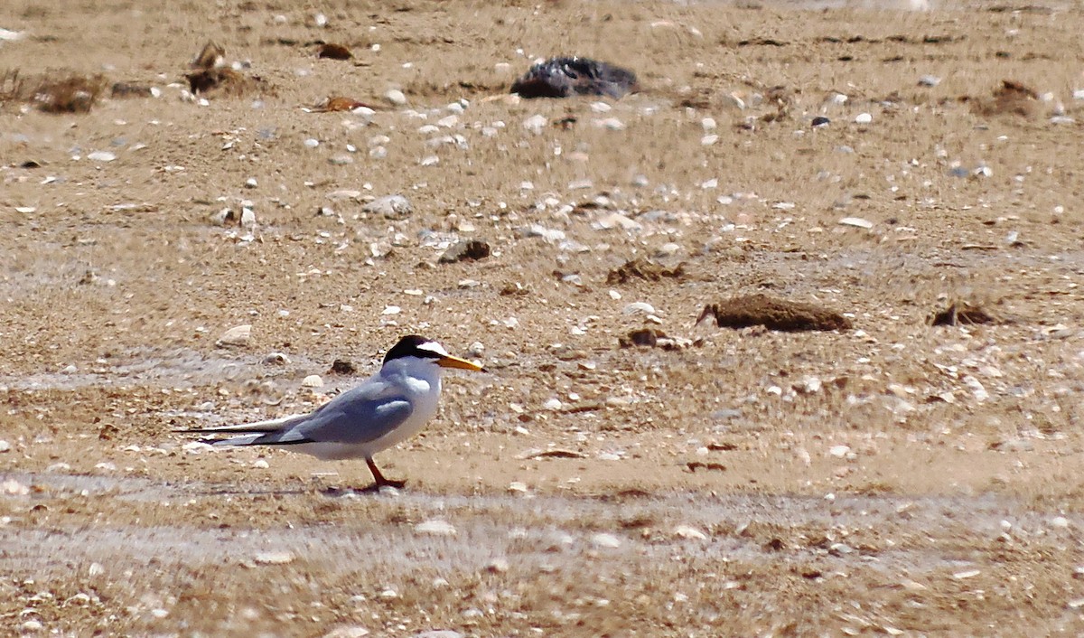 Little Tern - ML645402355