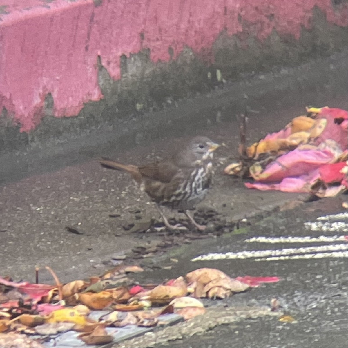Fox Sparrow - ML645402360