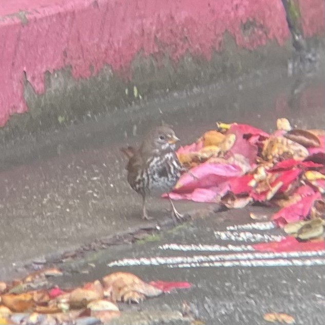 Fox Sparrow - ML645402361