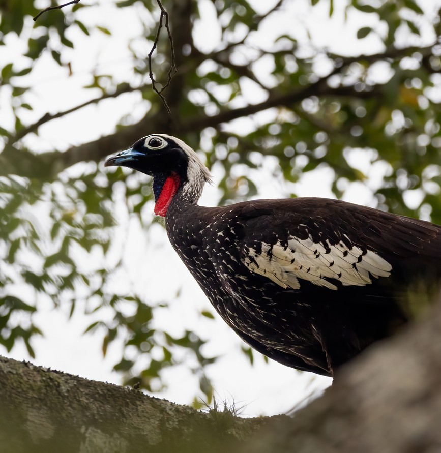 Black-fronted Piping-Guan - ML645402369