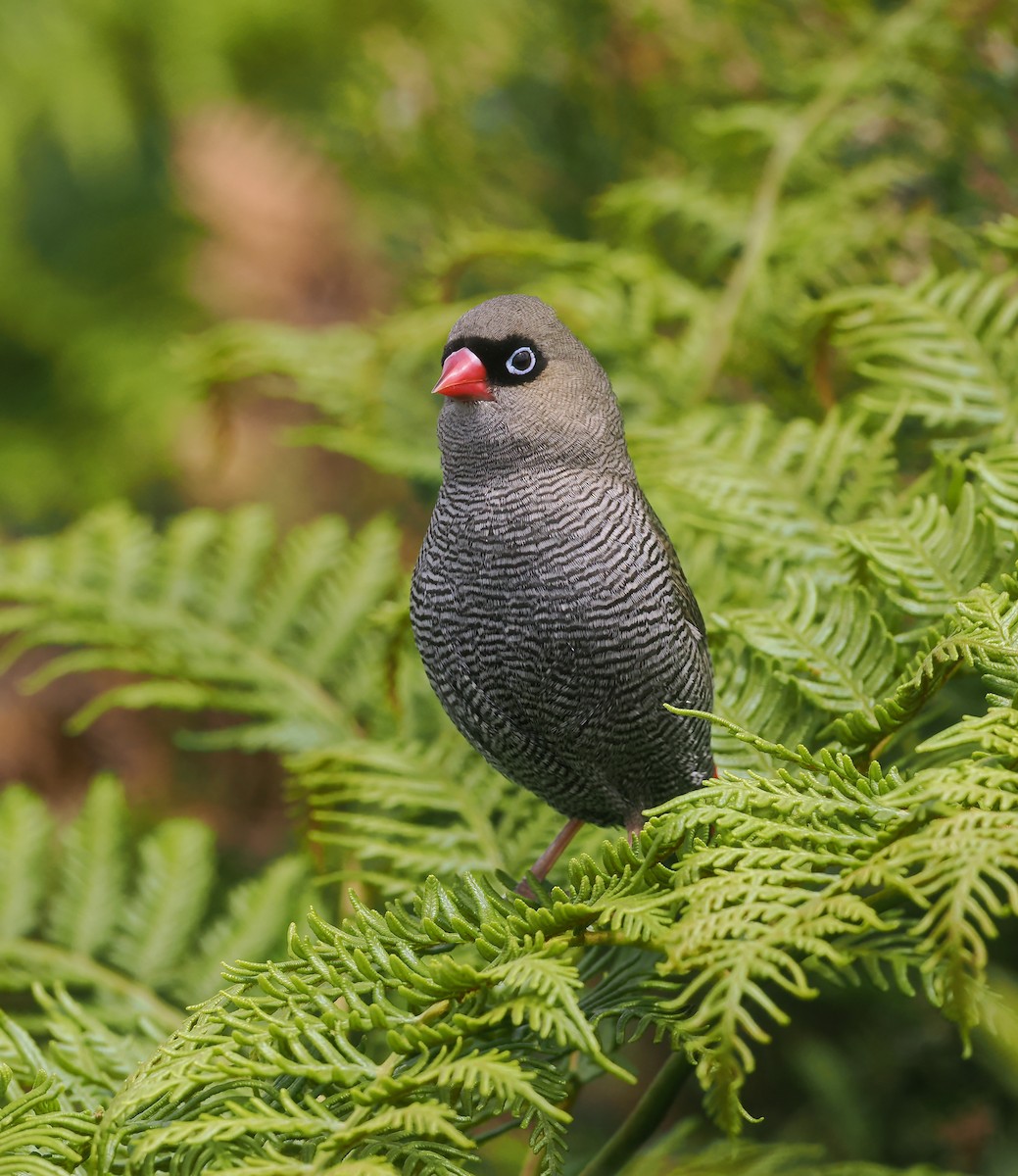 Beautiful Firetail - ML645402371