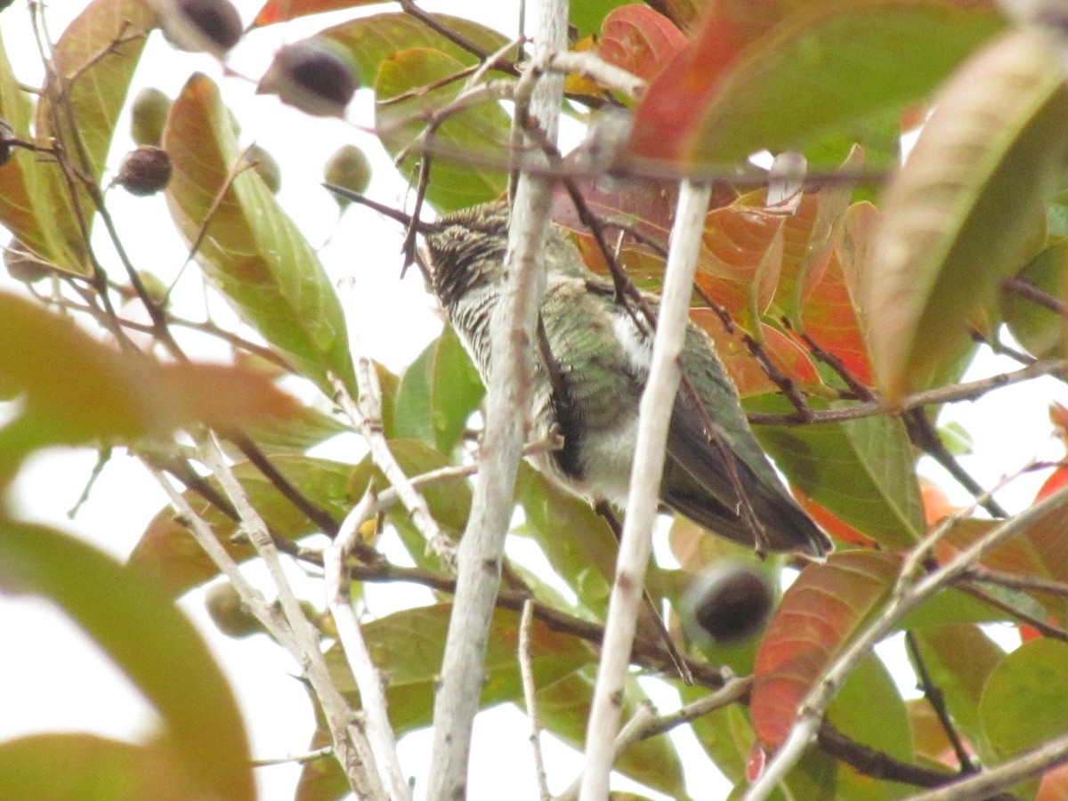 Anna's Hummingbird - ML645402373