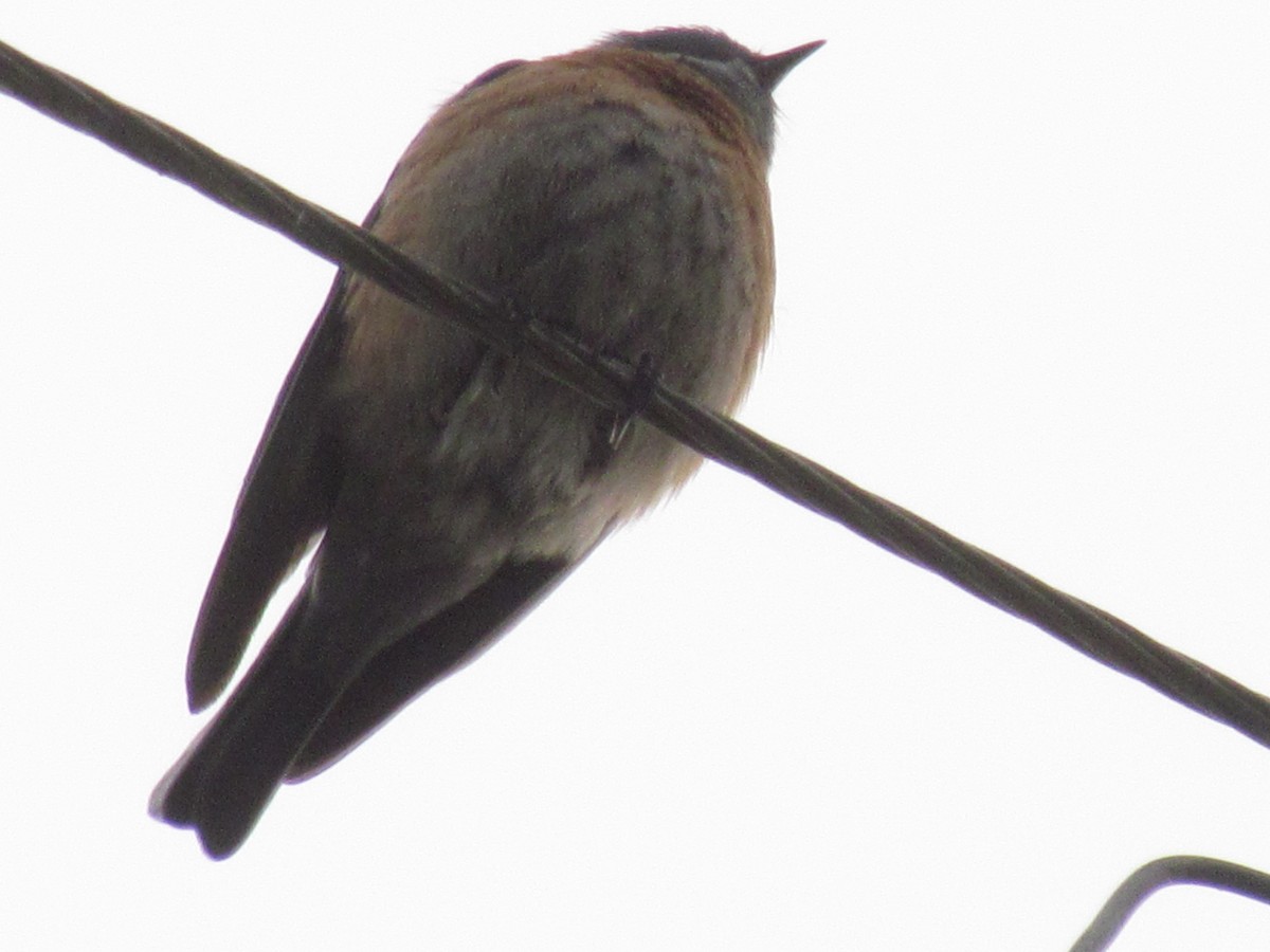 Western Bluebird - ML645402378