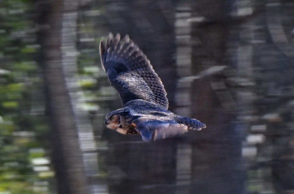 Пугач віргінський - ML645402379