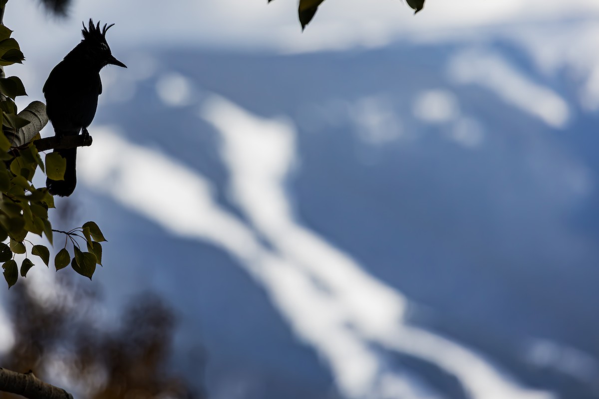 Steller's Jay - ML645402381