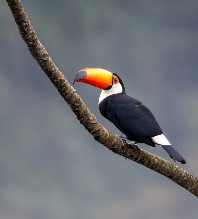 オニオオハシ - ML645402388