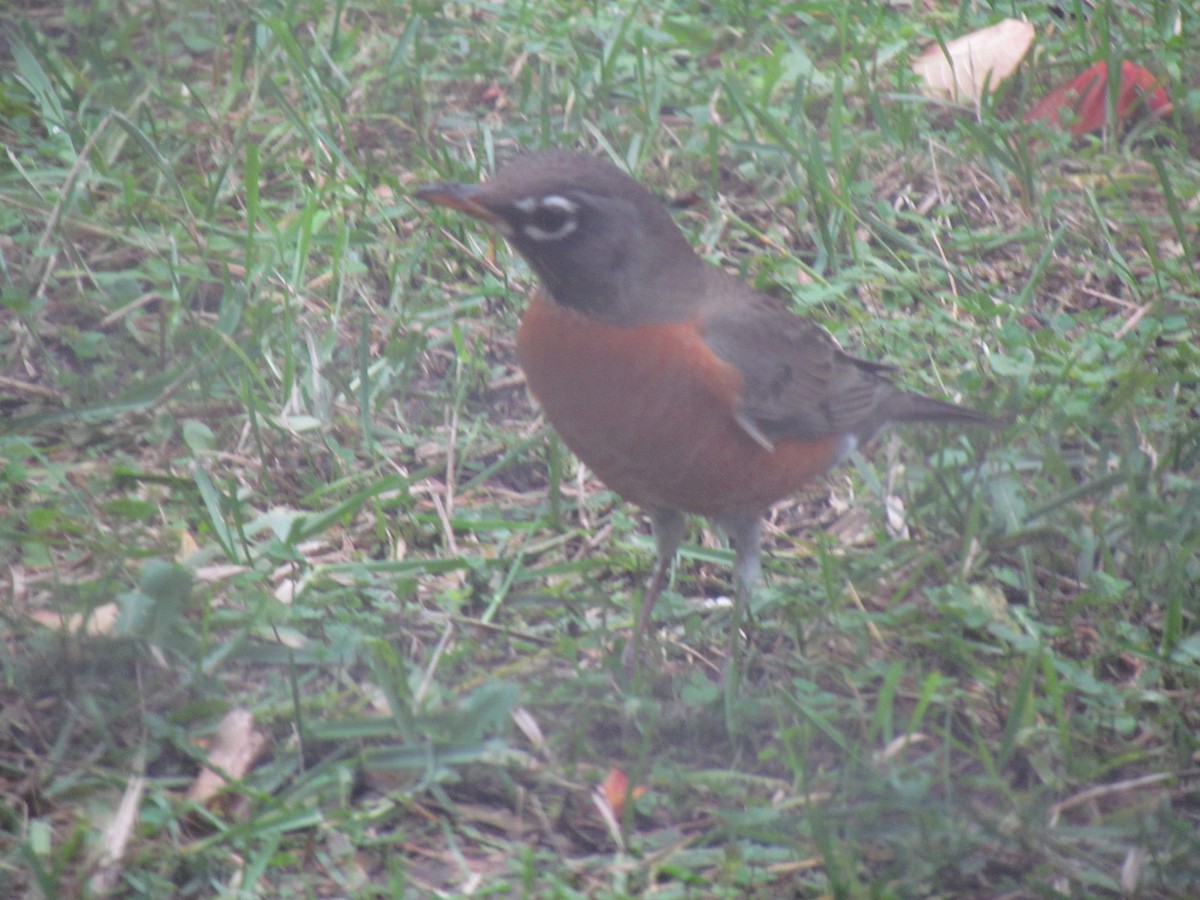 American Robin - ML645402393