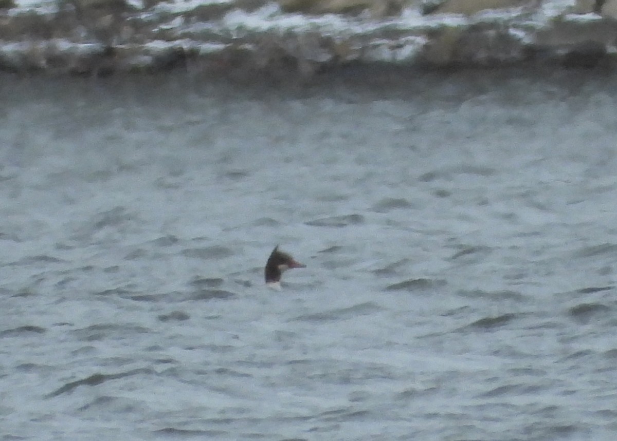 Common Merganser - ML645402403