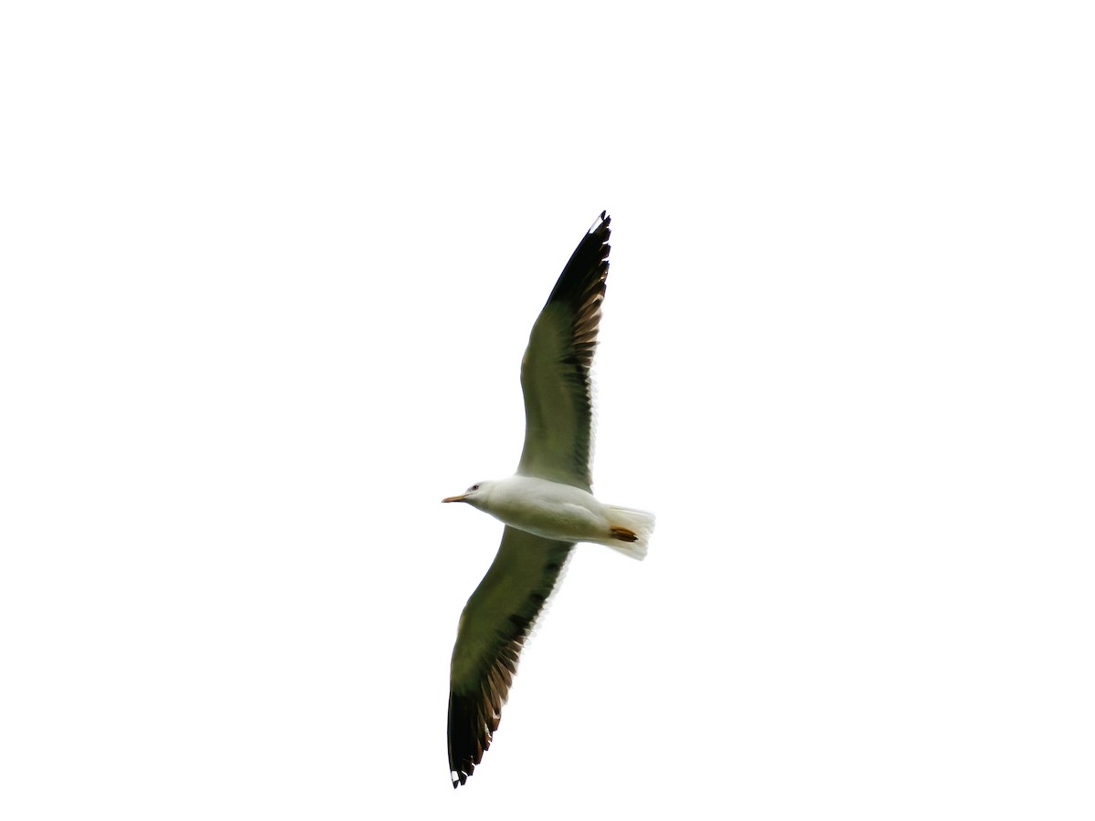 Lesser Black-backed Gull - ML645402410