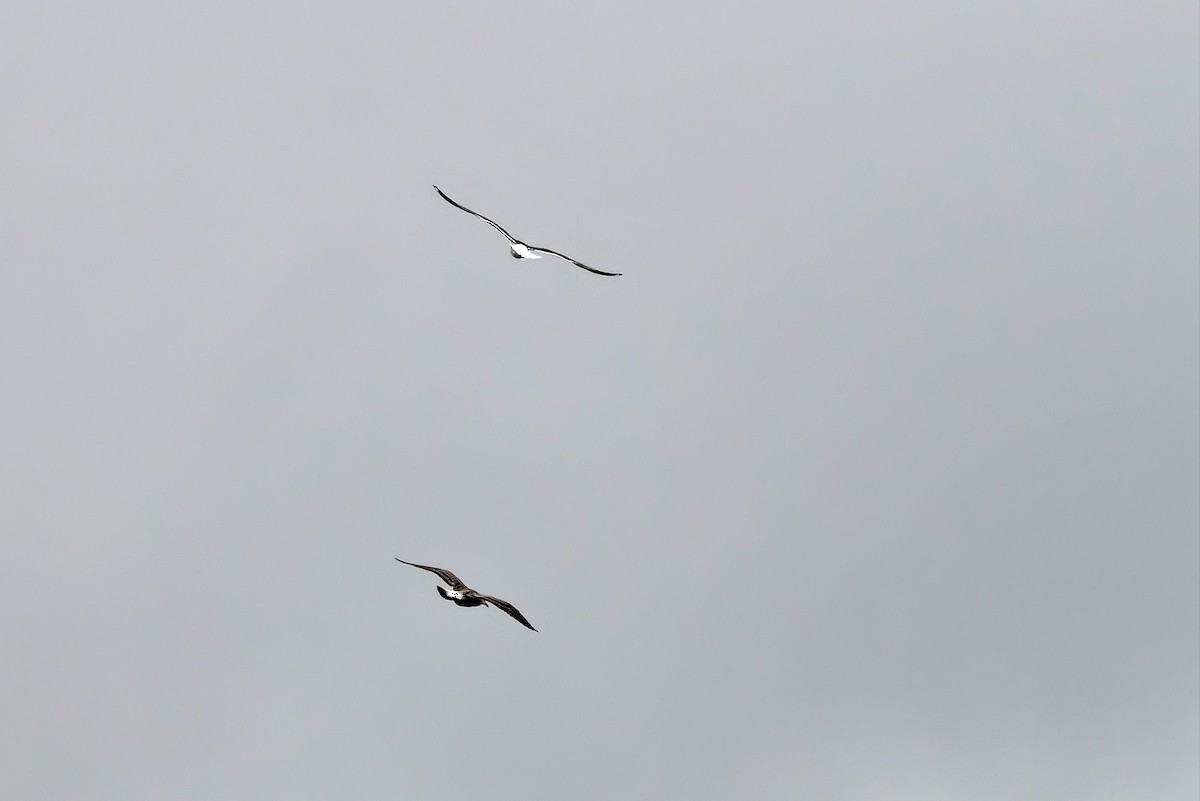 Lesser Black-backed Gull - ML645402411
