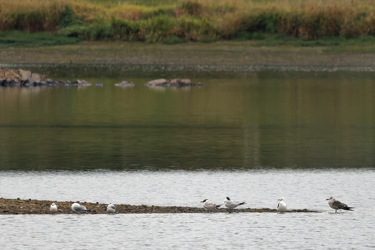 Lesser Black-backed Gull - ML645402412