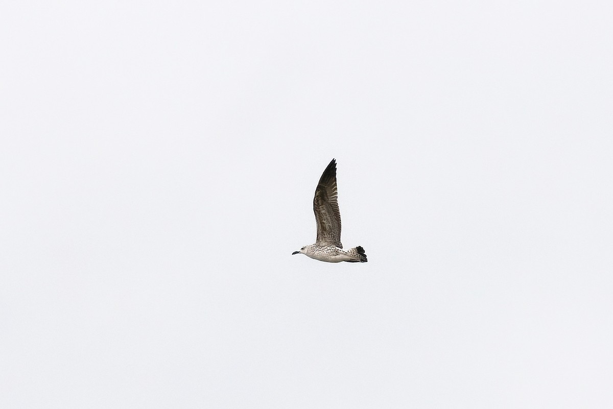 Lesser Black-backed Gull - ML645402413