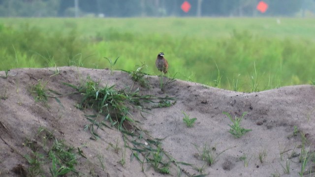 Перепелиця віргінська - ML645402424