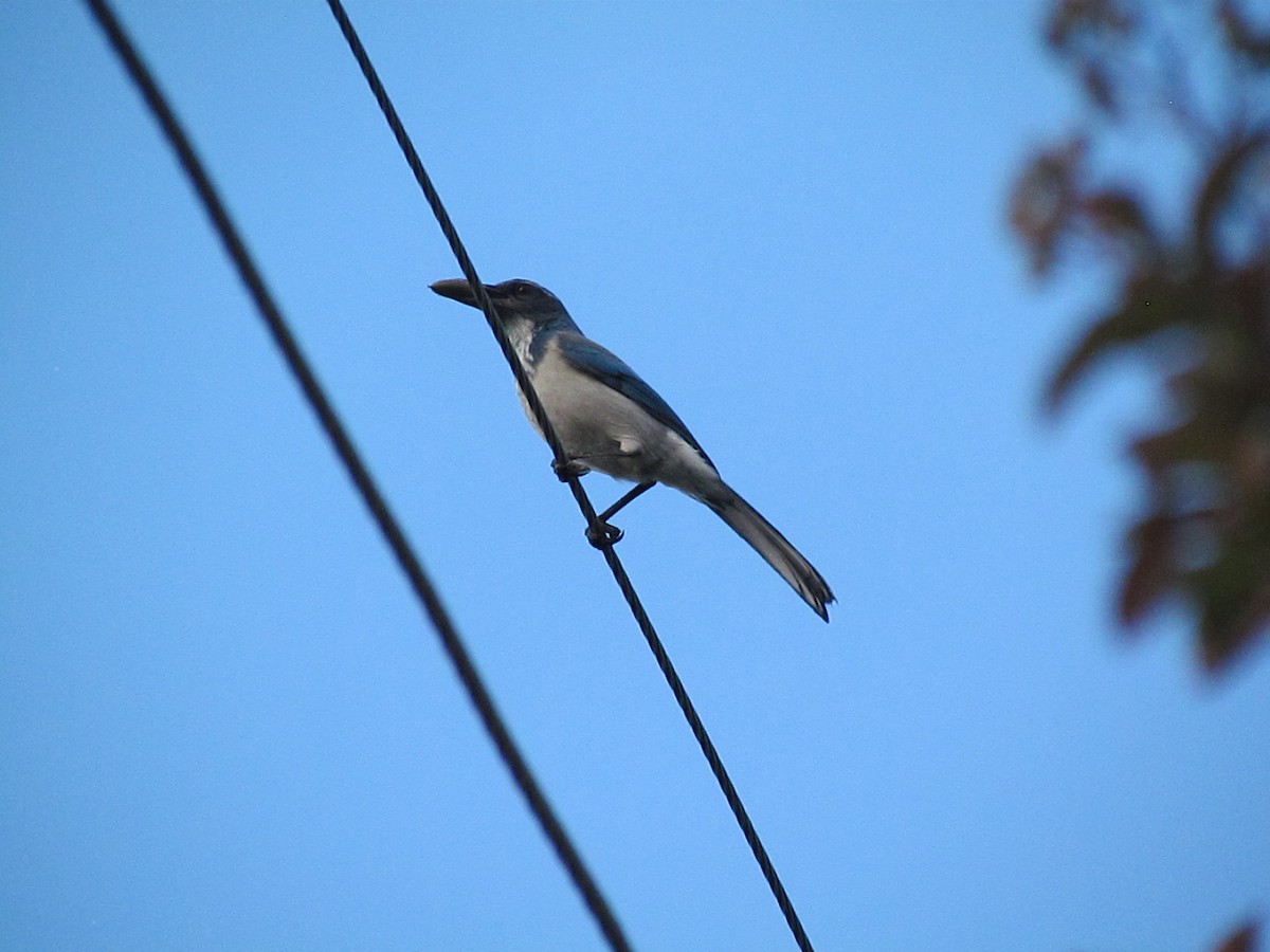 California Scrub-Jay - ML645402433