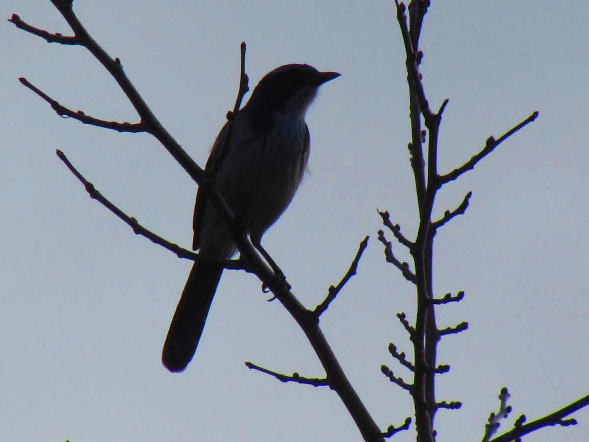 California Scrub-Jay - ML645402434