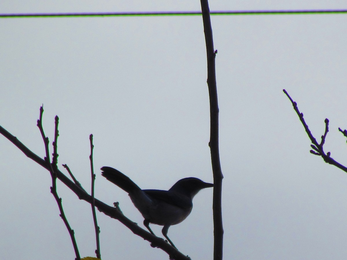 California Scrub-Jay - ML645402435