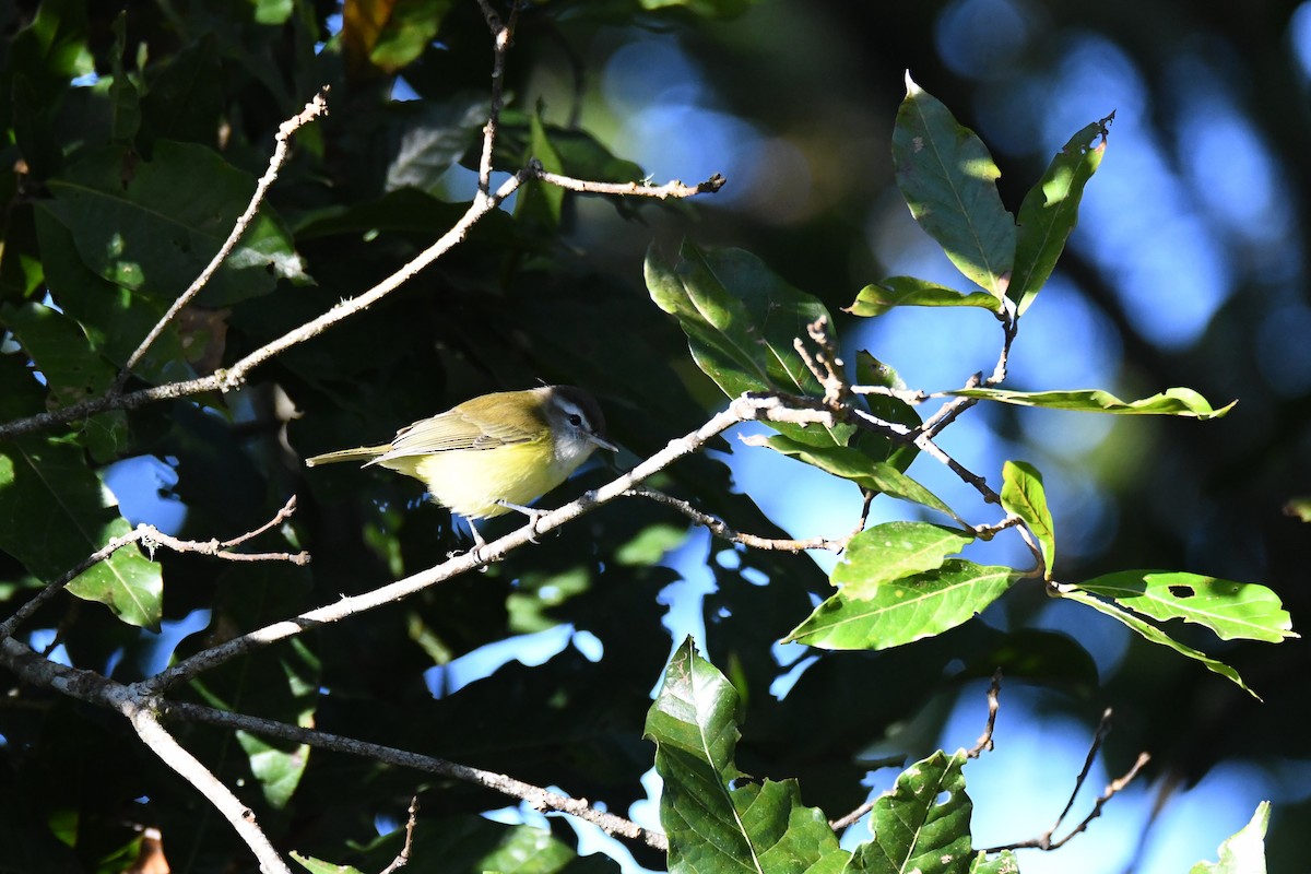 Brown-capped Vireo - ML645402437