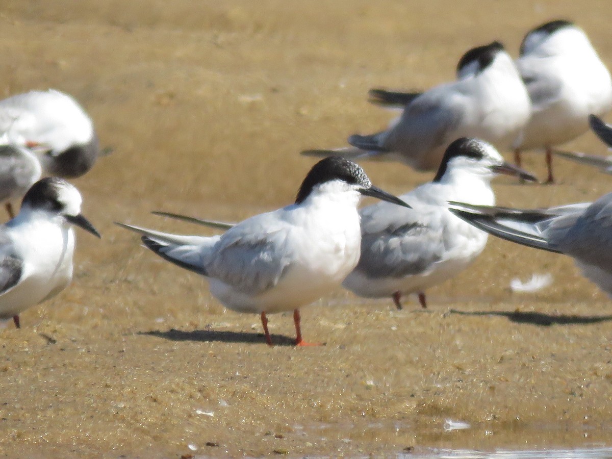 Roseate Tern - ML645402443