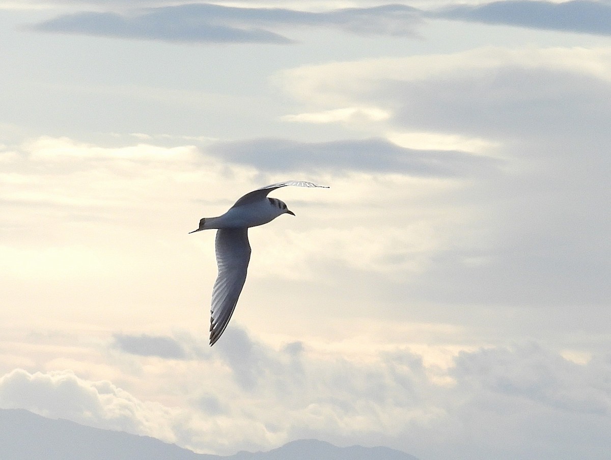 krykkje - ML645402444