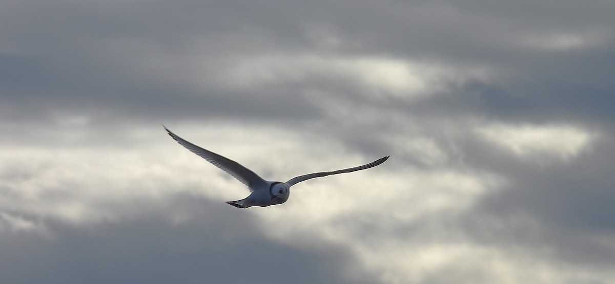 krykkje - ML645402445