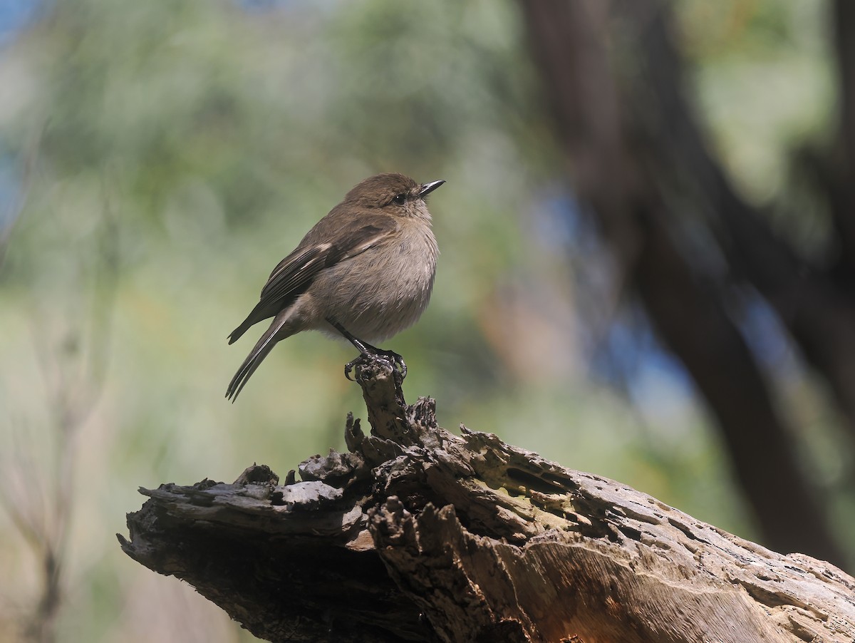 Dusky Robin - ML645402455