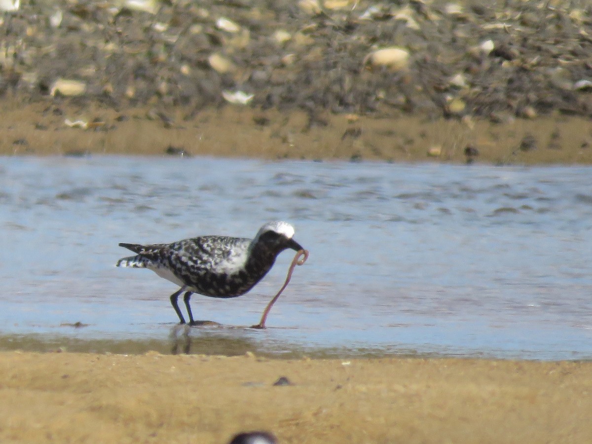 חופזי מנומר - ML645402456