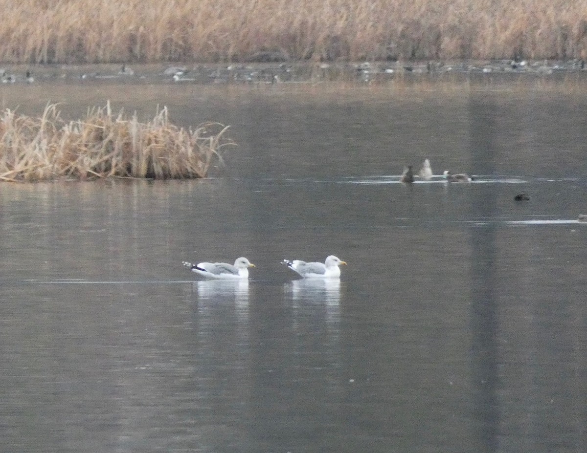 California Gull - ML645402460