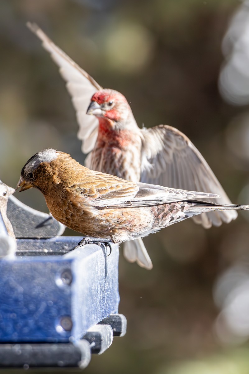 Gray-crowned Rosy-Finch - ML645402461