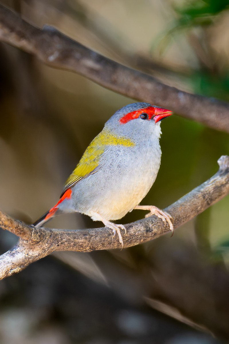 Al Kaşlı Belikınalı - ML645402462