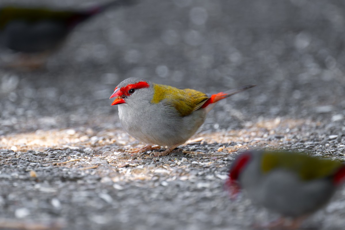 Al Kaşlı Belikınalı - ML645402463