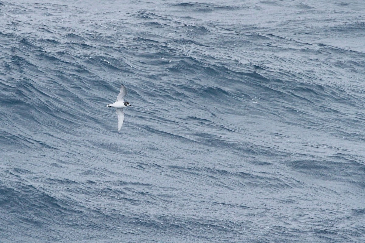 Голубой буревестник - ML645402465