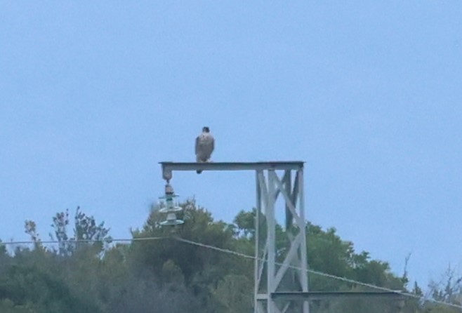 Peregrine Falcon - ML645402471