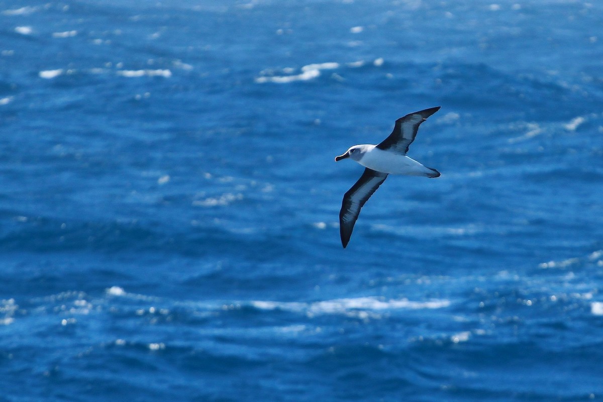 Boz Başlı Albatros - ML645402477