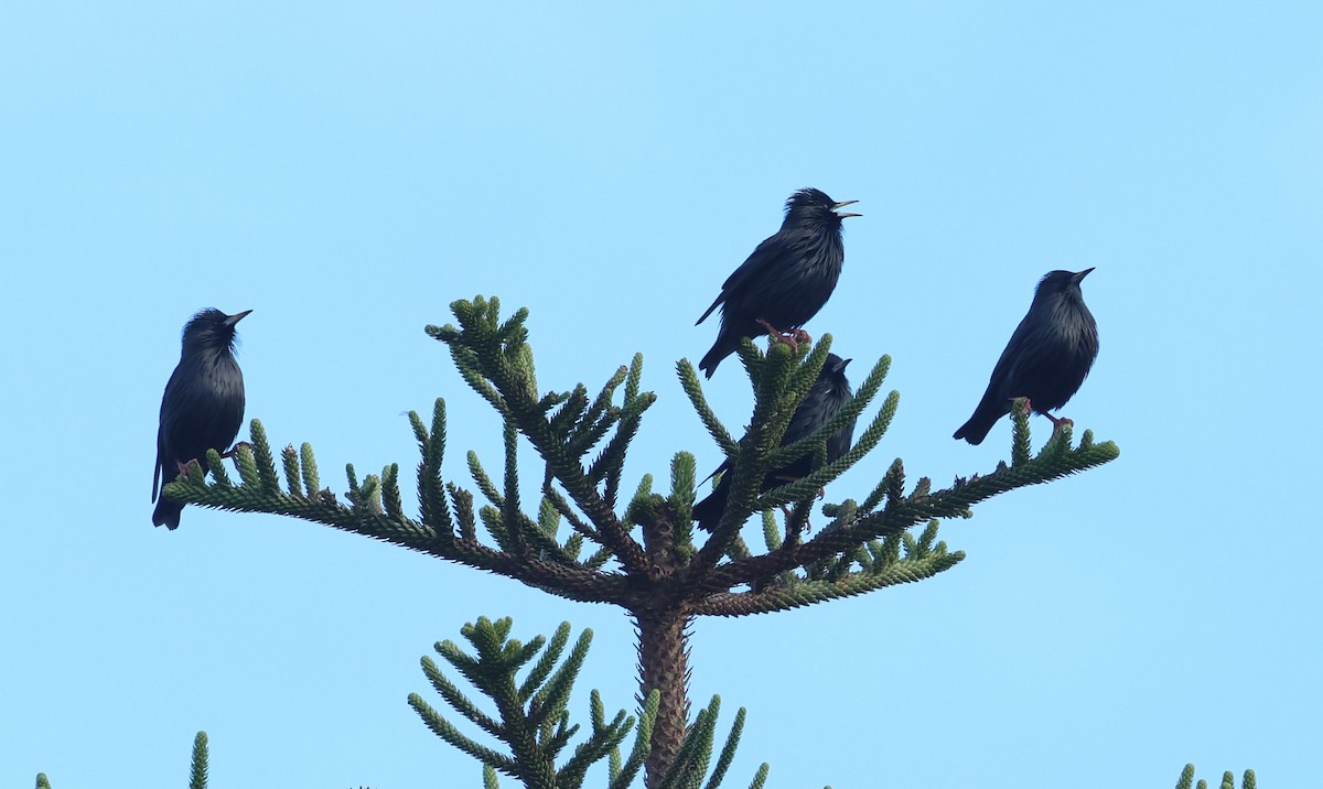 Arabazozo beltza - ML645402485