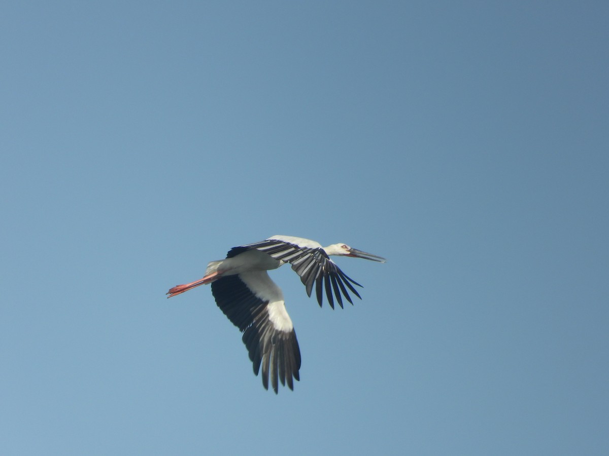 čáp východní - ML645402487