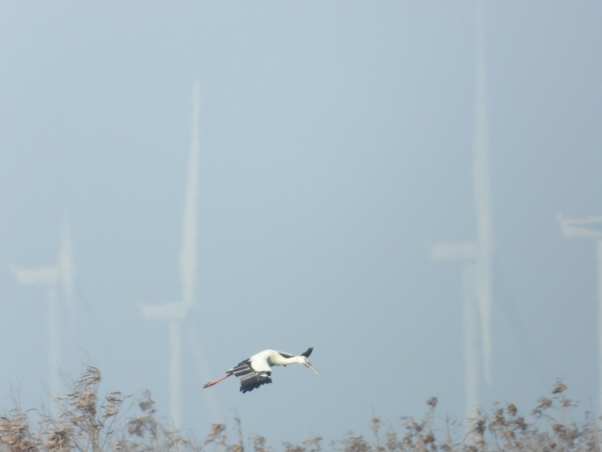 čáp východní - ML645402488