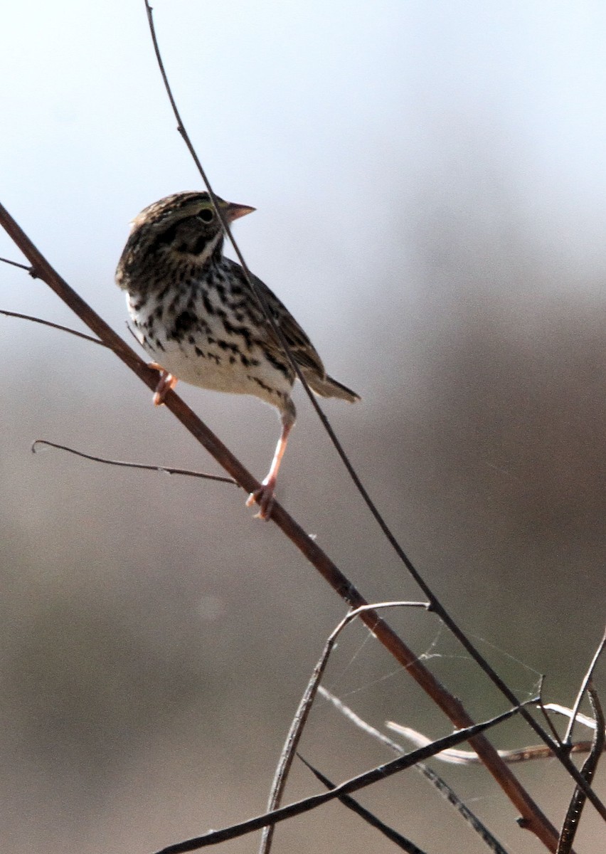 Savannah Sparrow - ML645402513