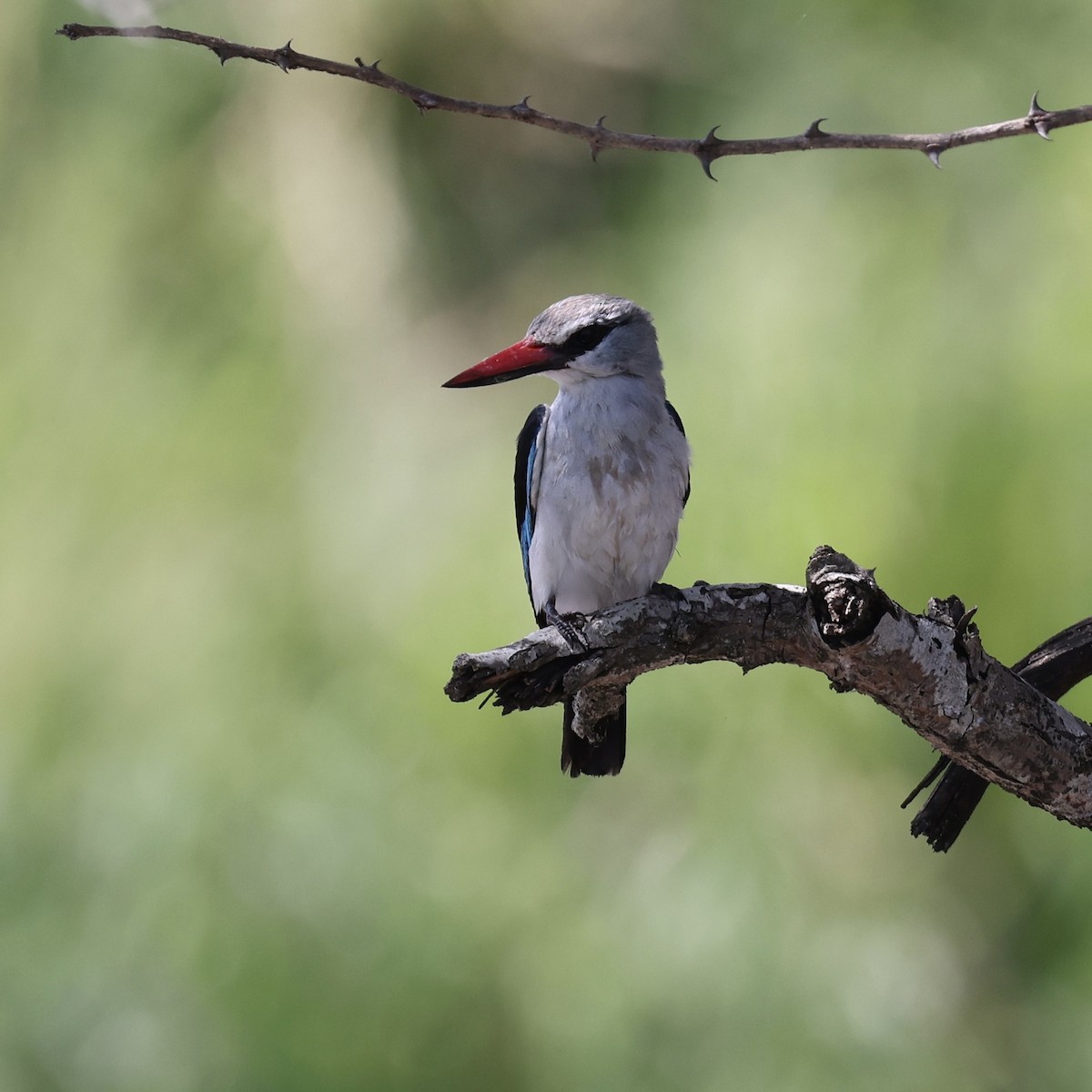Woodland Kingfisher - ML645402514