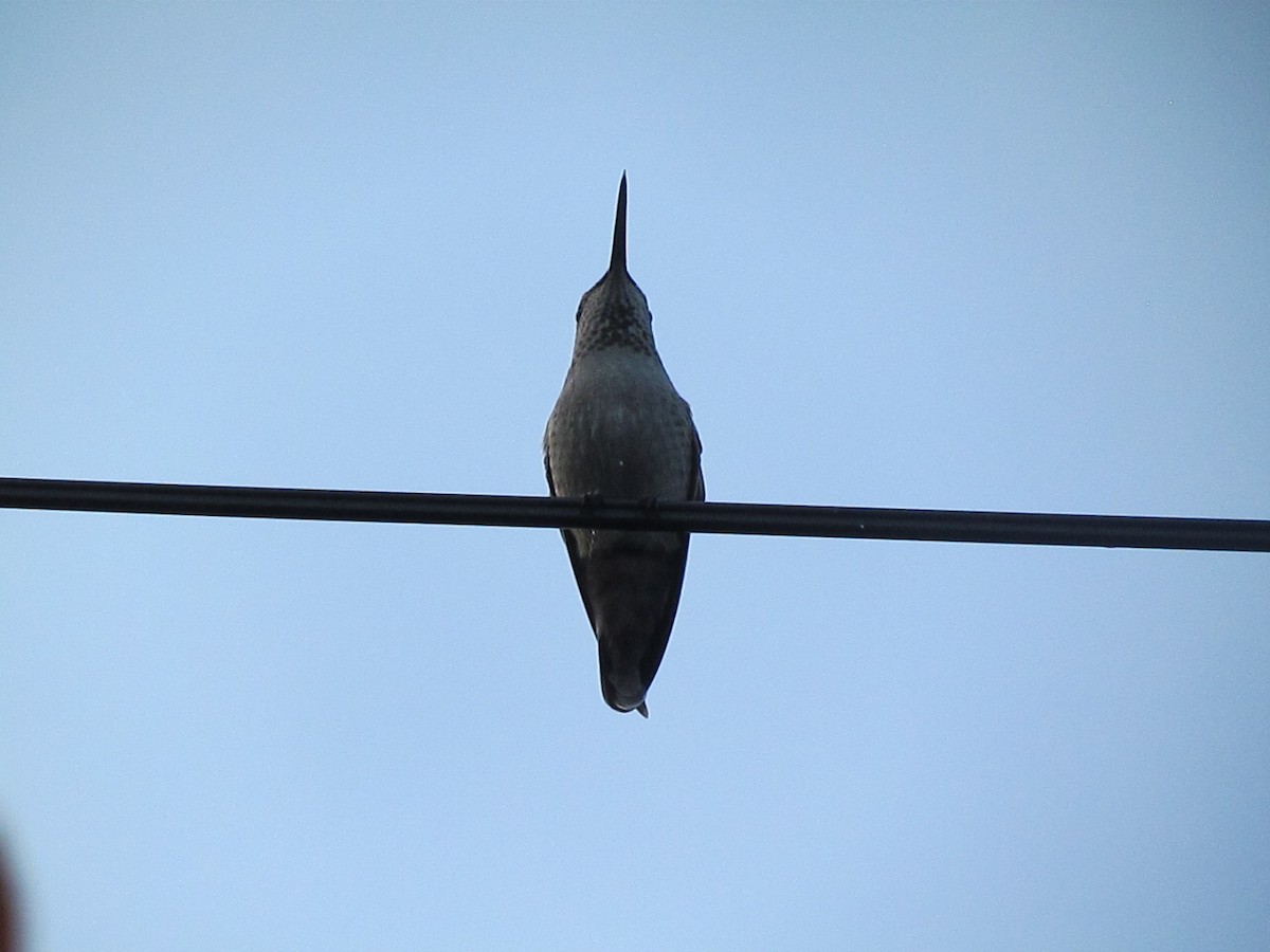 Anna's Hummingbird - ML645402515