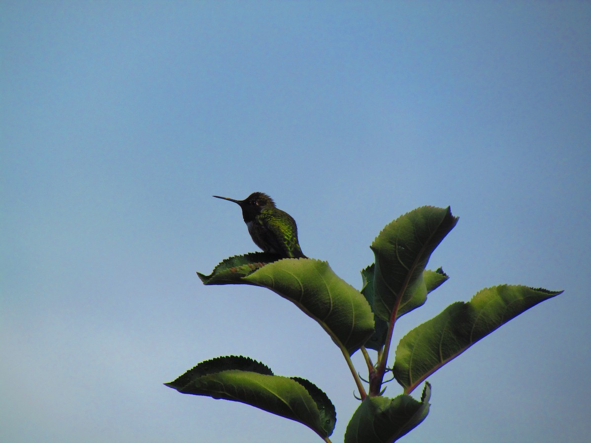 Anna's Hummingbird - ML645402516