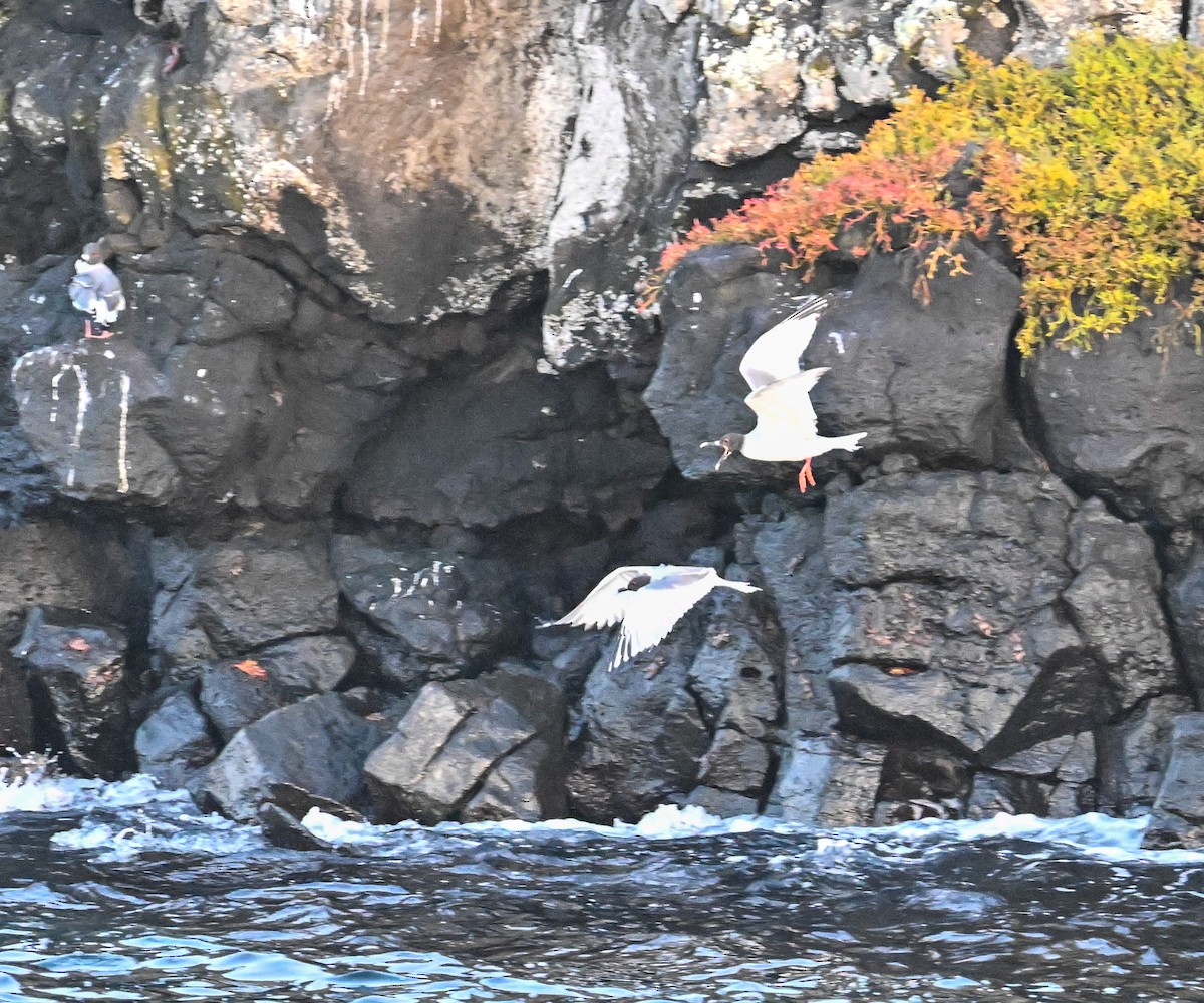 Gaviota Tijereta - ML645402517