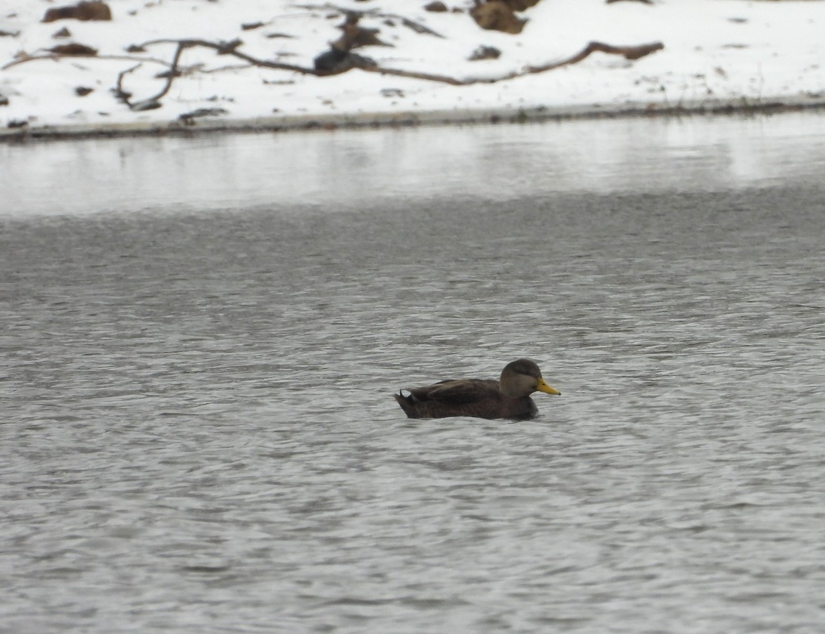 American Black Duck - ML645402528