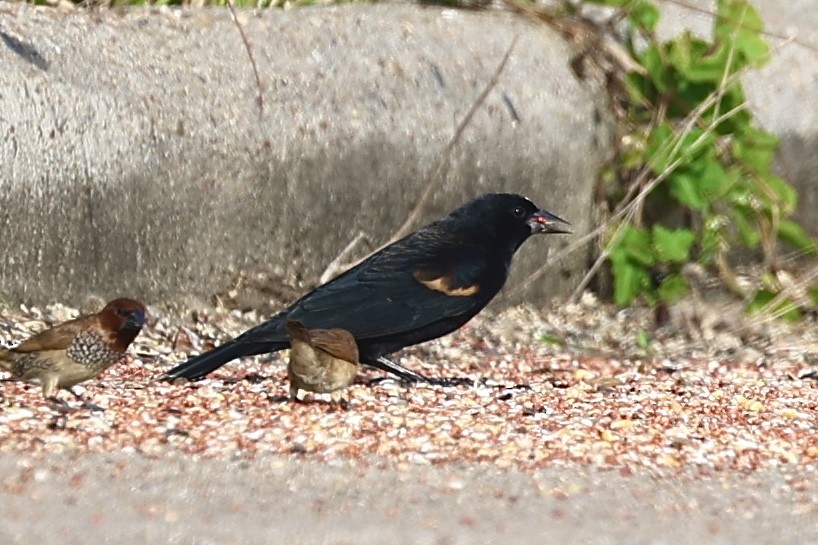 Red-winged Blackbird - ML645402554