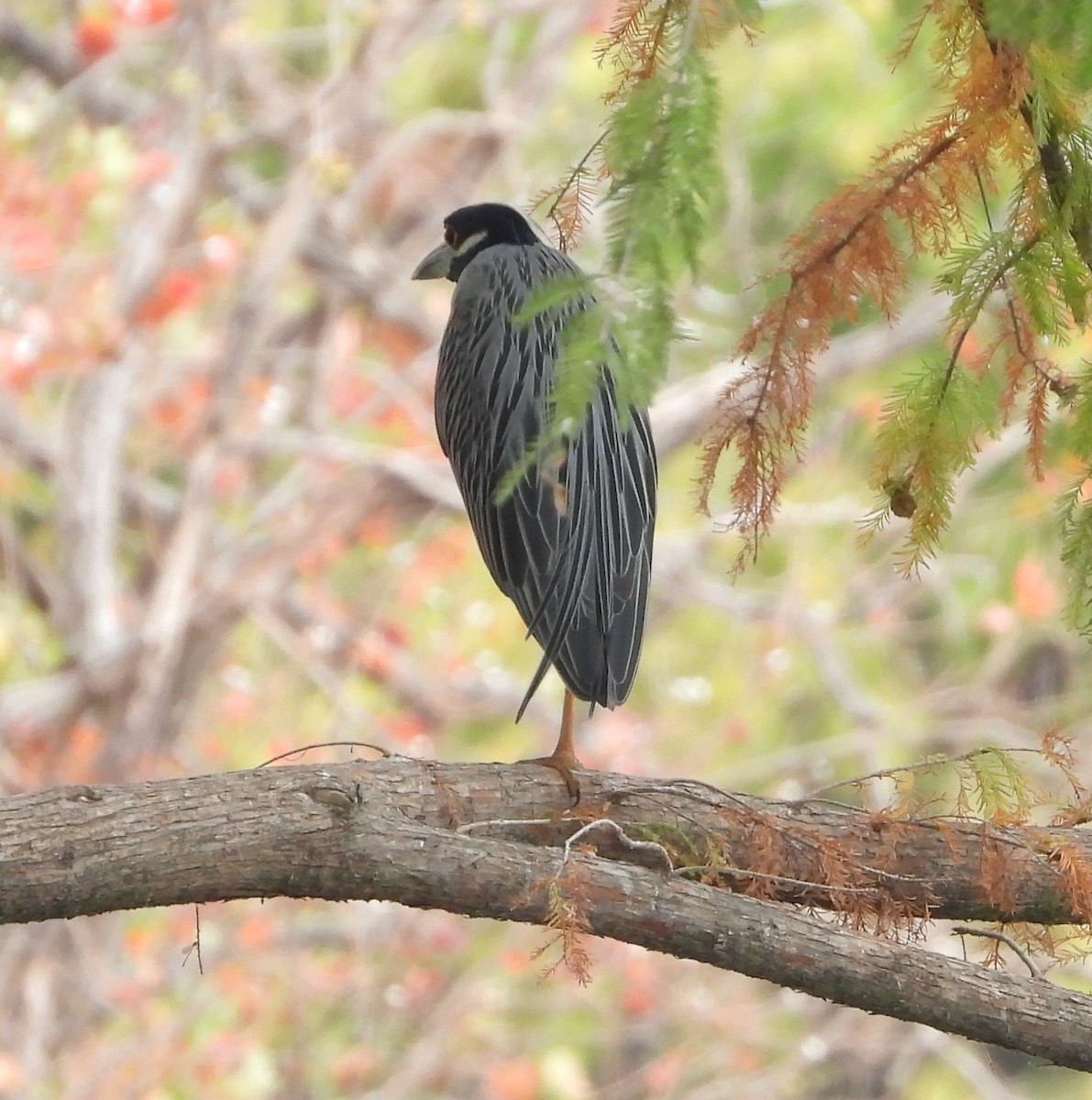 אנפת לילה צהובת-כיפה - ML645402555
